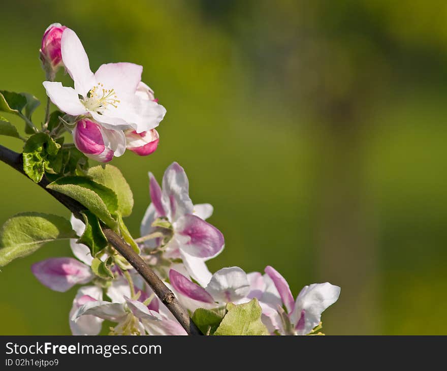 Apple flower