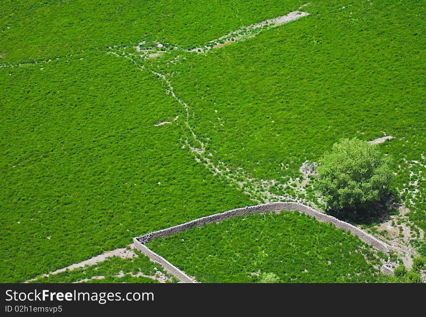 Aerial view of green fields