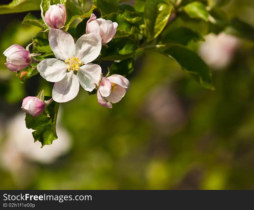 Apple flower