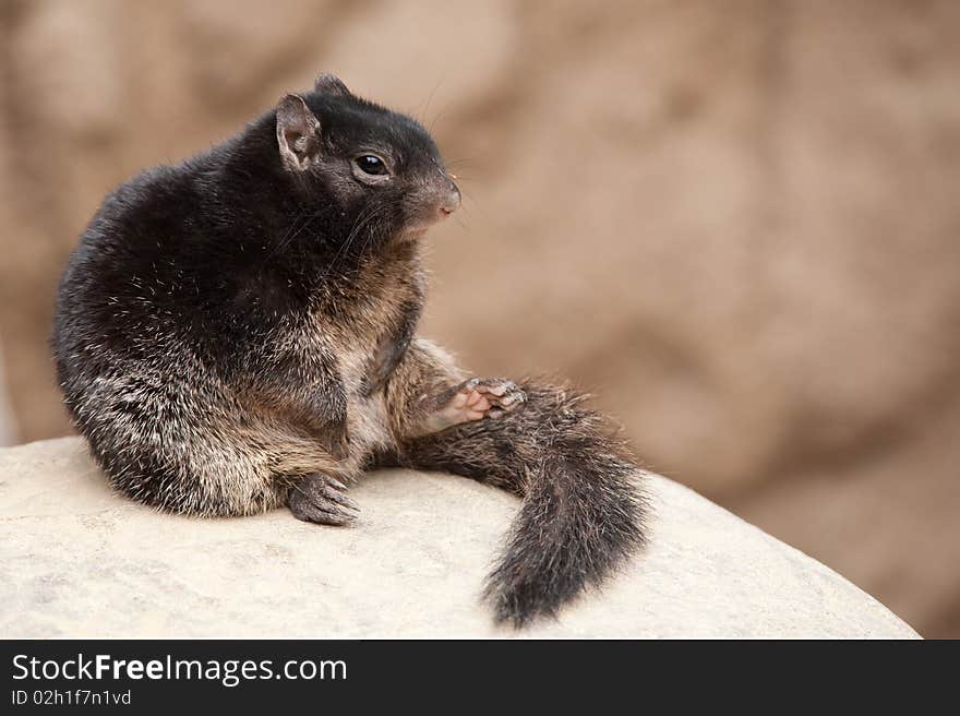 Cute Rock squirrel