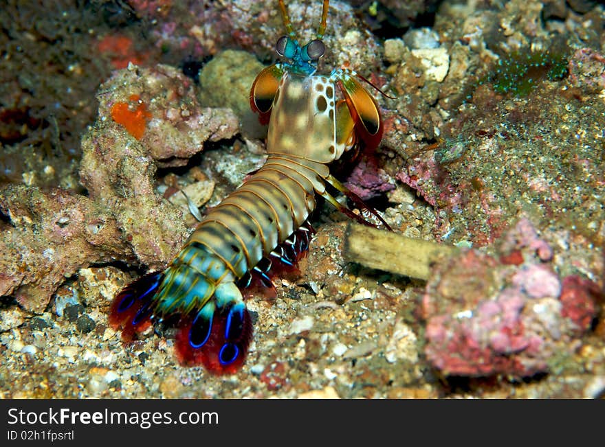 Mantis shrimp in Lembeh Manado.