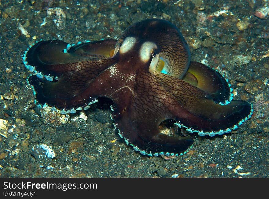 Octopus in Lembeh bay Manado.