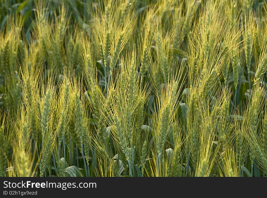 Yellow Green Wheat Field in afternoon light. Yellow Green Wheat Field in afternoon light