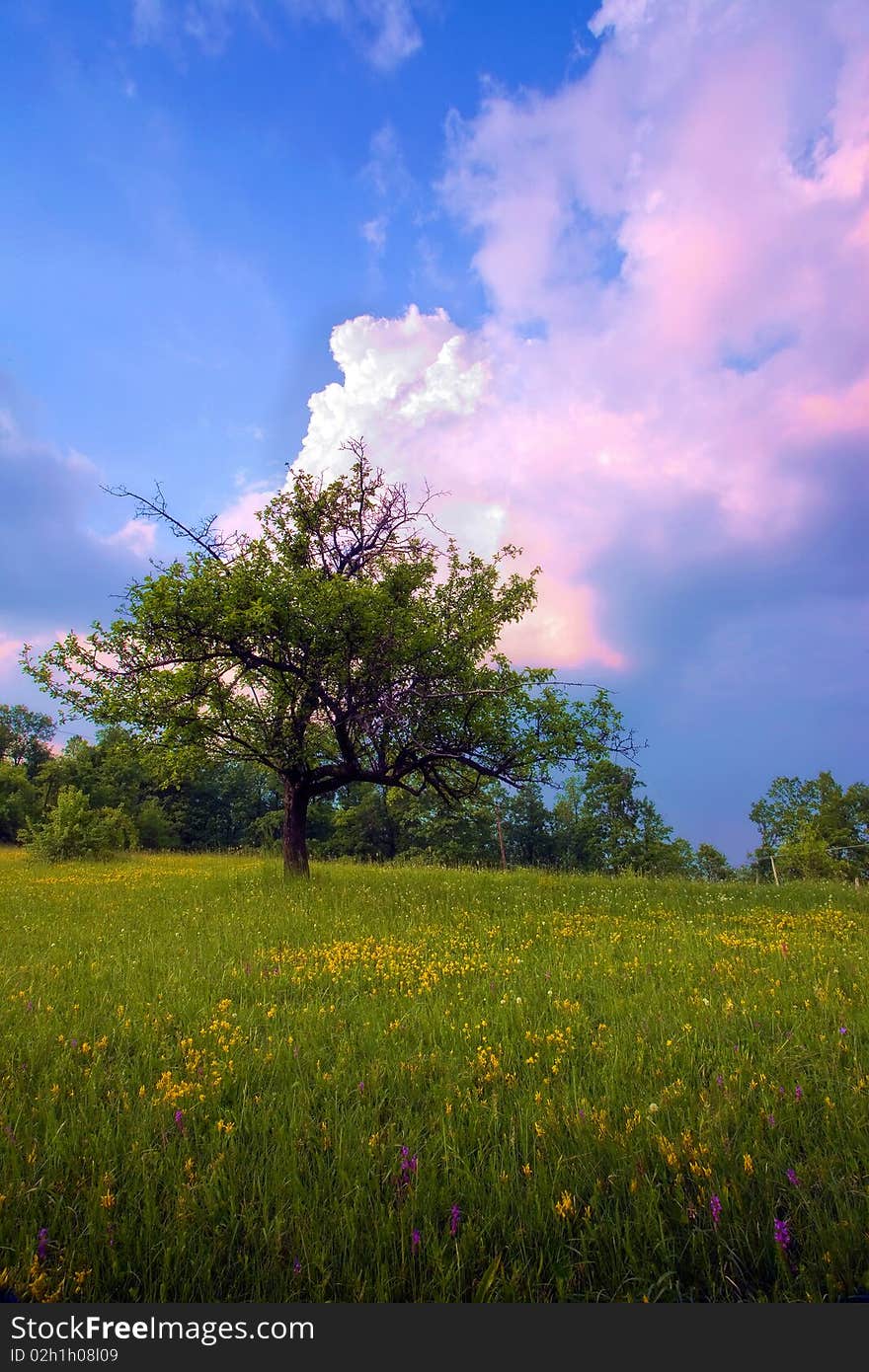 Tree on field. Countryside, summer season. Tree on field. Countryside, summer season.