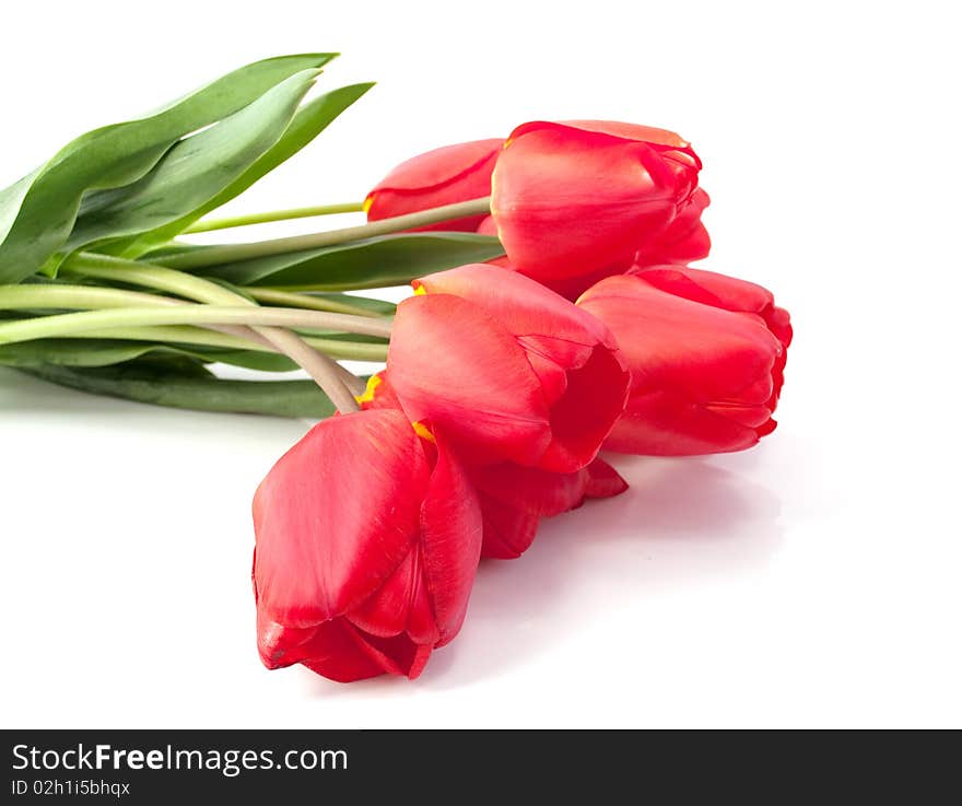 Bouquet of red tulips