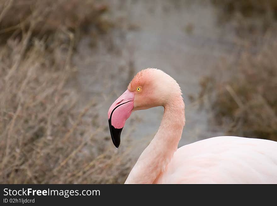 Flamingo Head