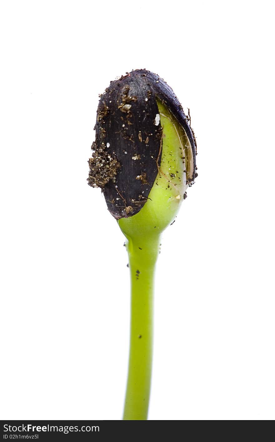 Macro shot of small green seedling