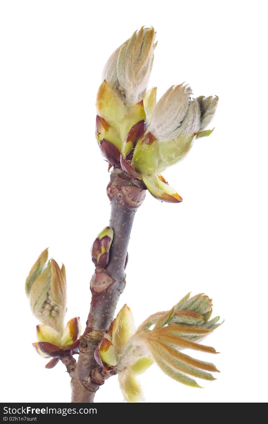 Fresh spring  tree branch with budding leaves