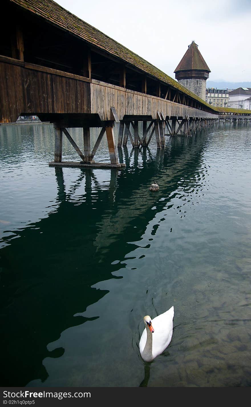 Wooden bridge with birds