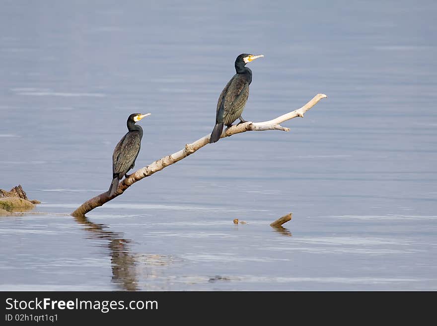 Cormorants Resting