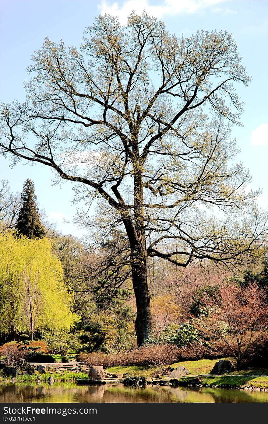 Japanese garden