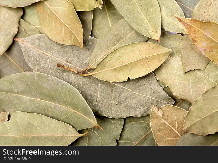 Dried green bay leaves background