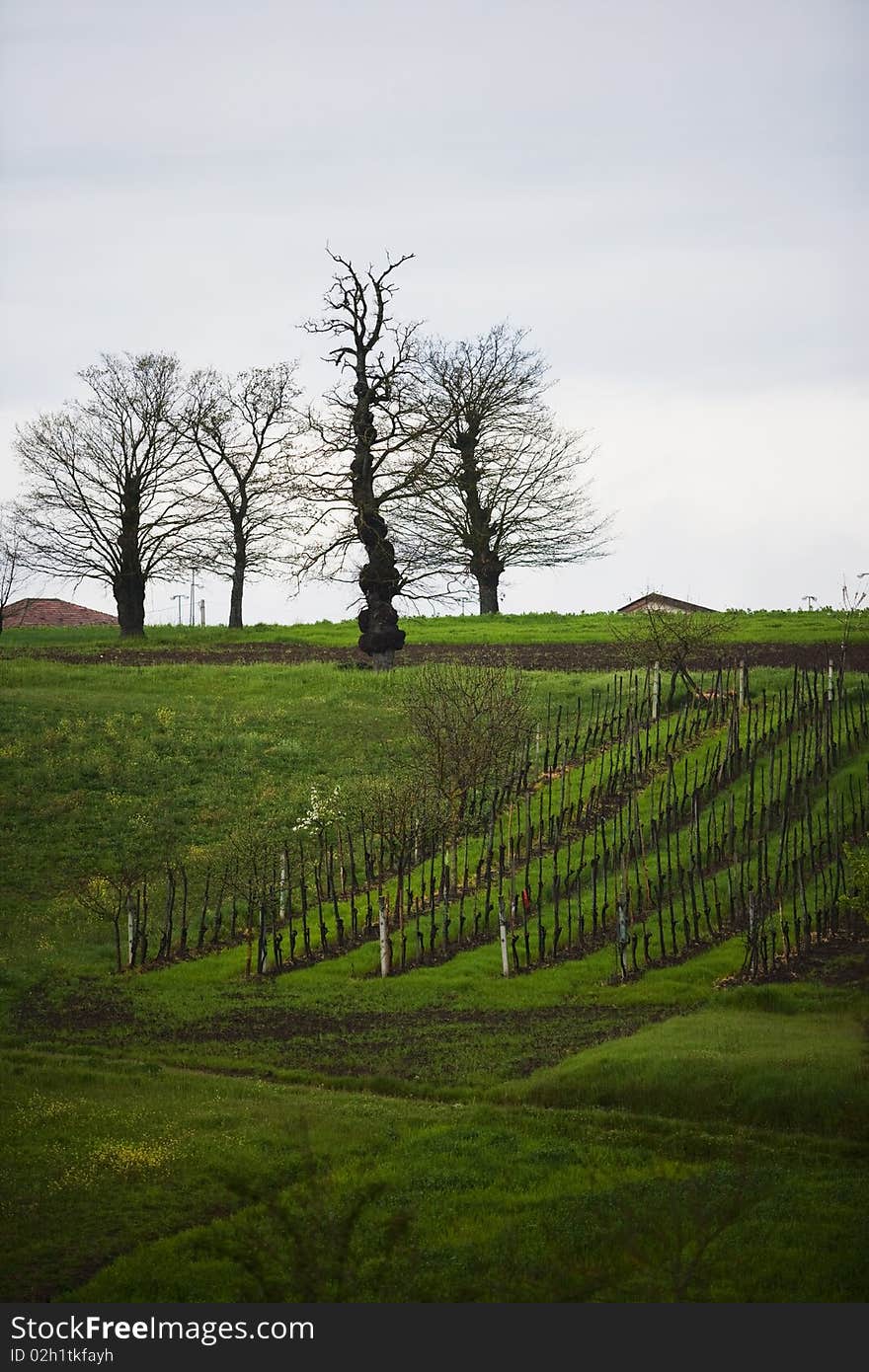 Fields vineyard