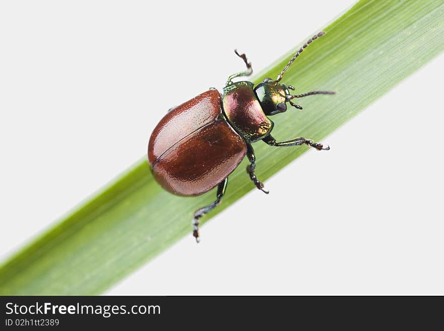 Knotgrass Leaf Beetle (Chrysolina polita)