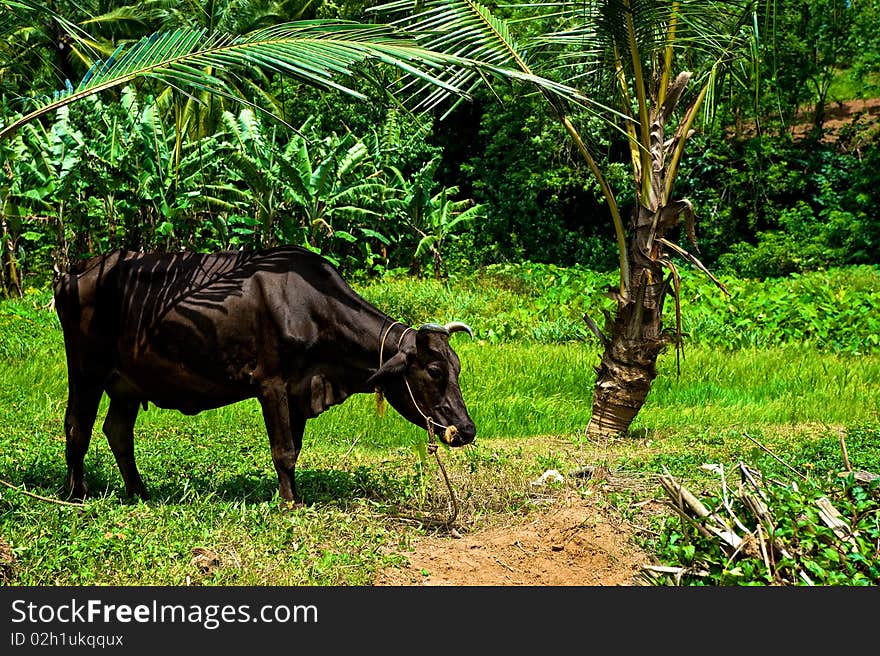 A cow grazing in a field in Kerala, India. A cow grazing in a field in Kerala, India