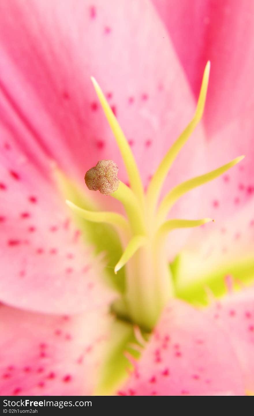 Closeup of pink lily flower