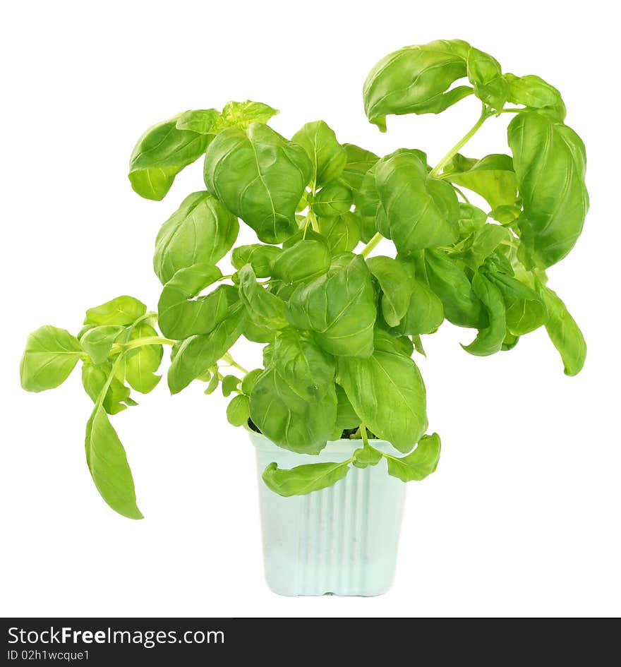 Fresh Green Basil Plant