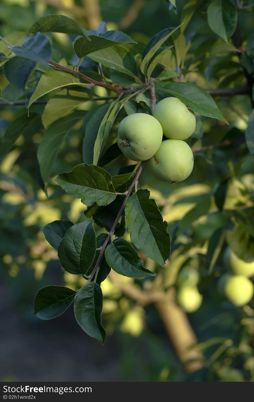 Green apples on branches [Granny Smith]