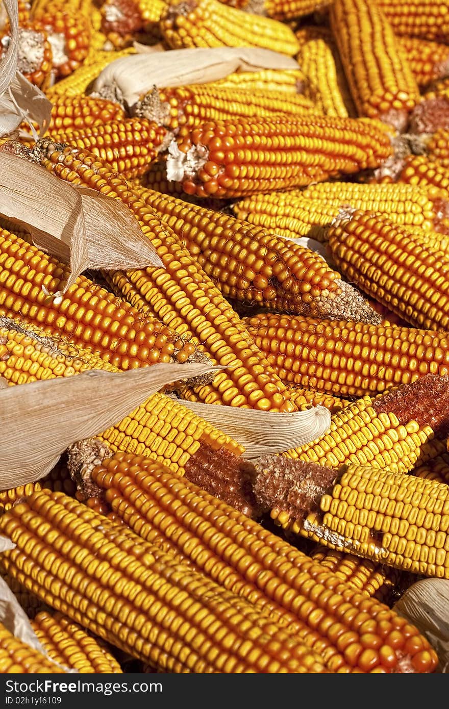 Dry corncob pile on a farm