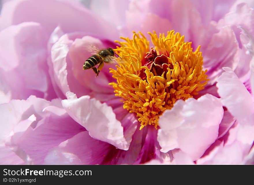 A Bee hovering while collecting pollen. A Bee hovering while collecting pollen