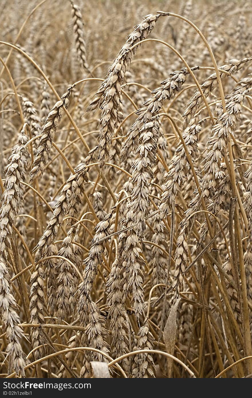 Closeup of dry wheat