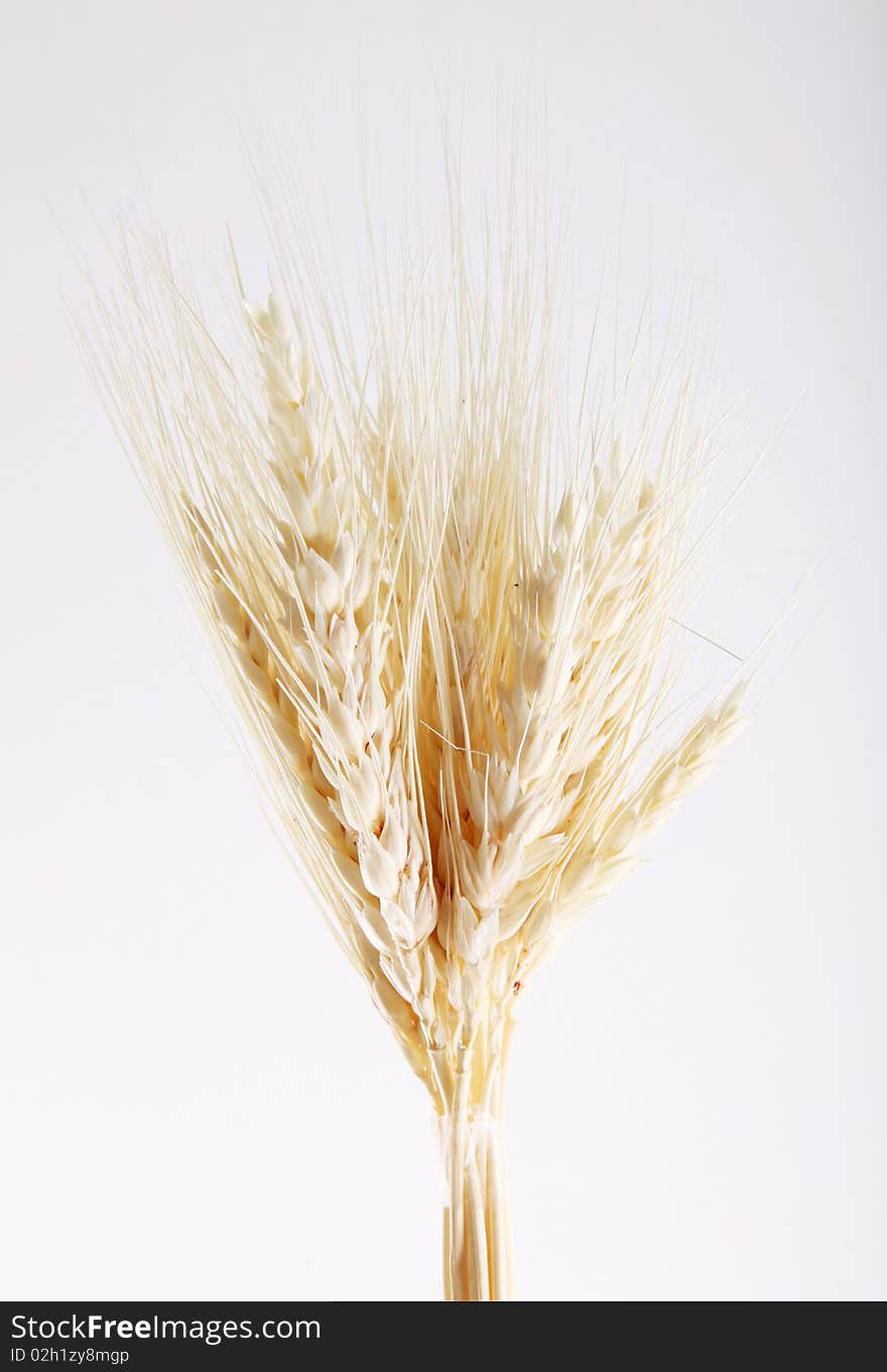 Wheat stalks on white background. Studio shoot