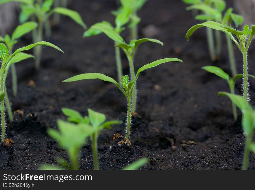 Sprouts of tomatoes