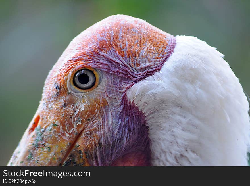 Bird head,eye and detail closeup. Bird head,eye and detail closeup