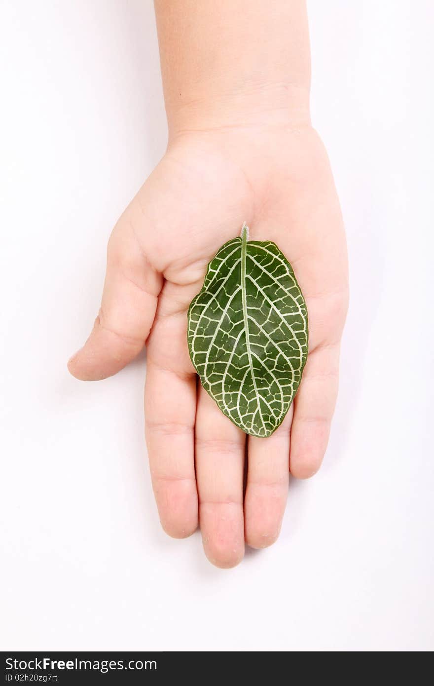 Leaf on child hand over white background. Nature image