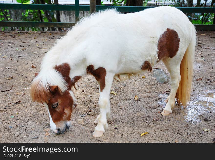 A white horse eating at the ground