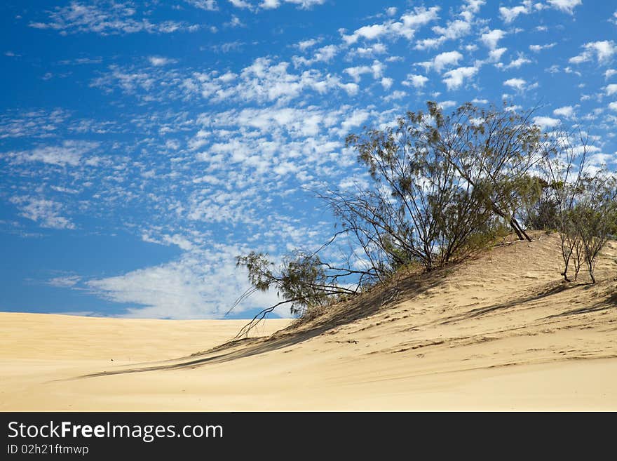 Small trees in desert