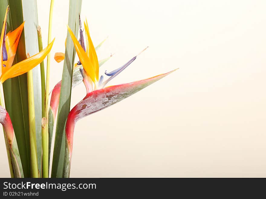 Orange and yellow tropical flowers. Nature colors. Orange and yellow tropical flowers. Nature colors