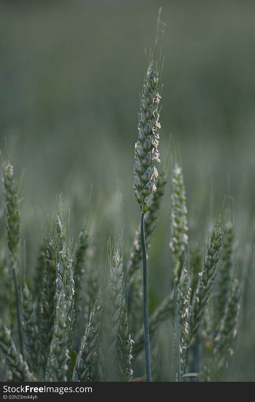 Close-up of cereal plant