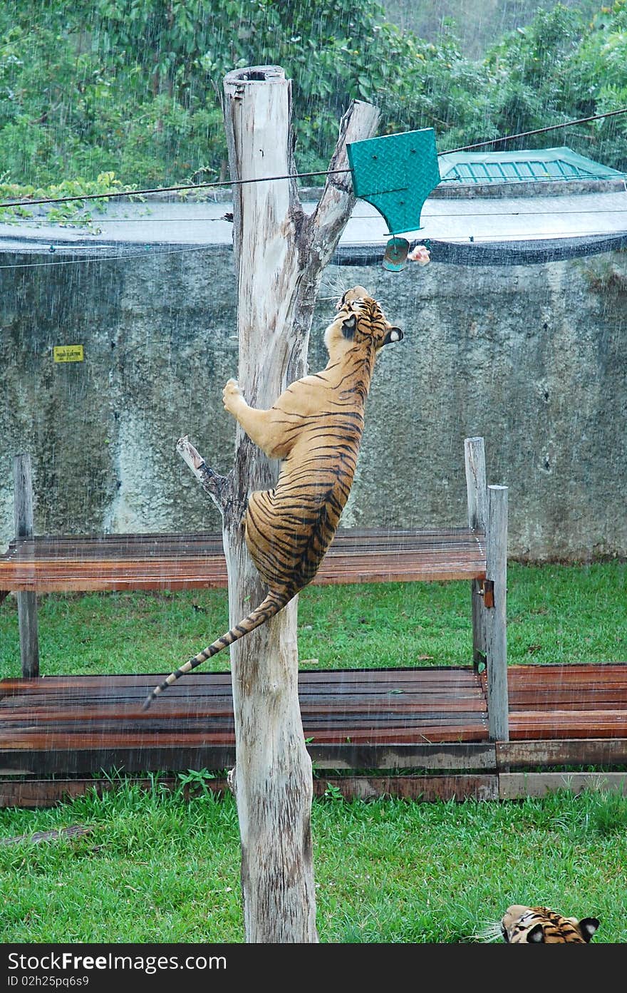 Tiger catch the food from top