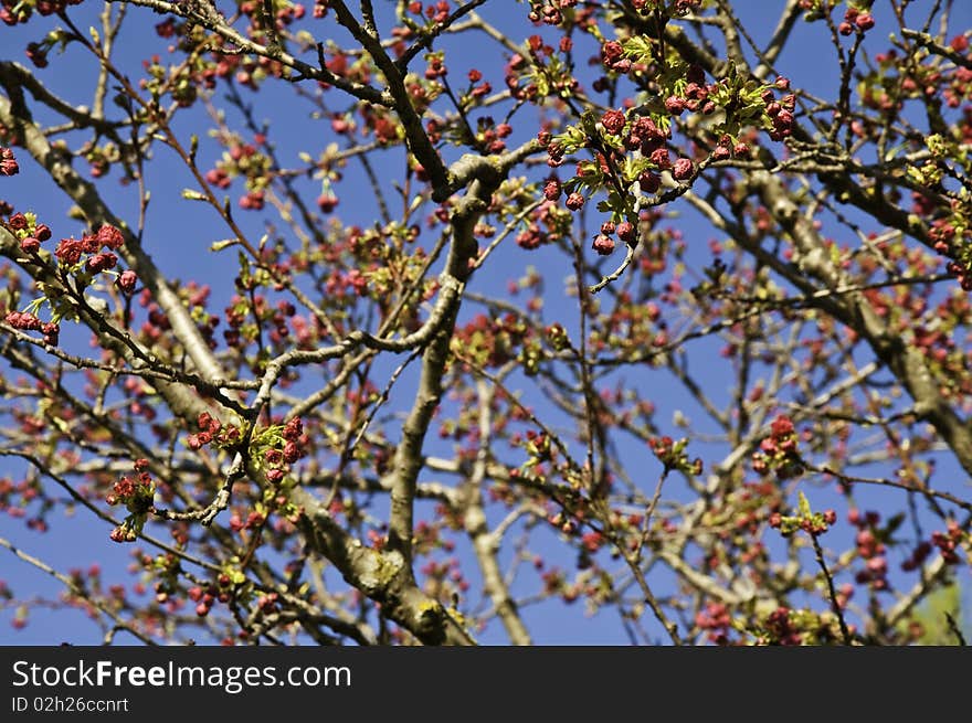 This image shows the buds and flowers of a tree, when spring. This image shows the buds and flowers of a tree, when spring