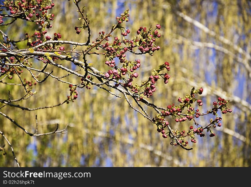 This image shows the buds and flowers of a tree, when spring. This image shows the buds and flowers of a tree, when spring