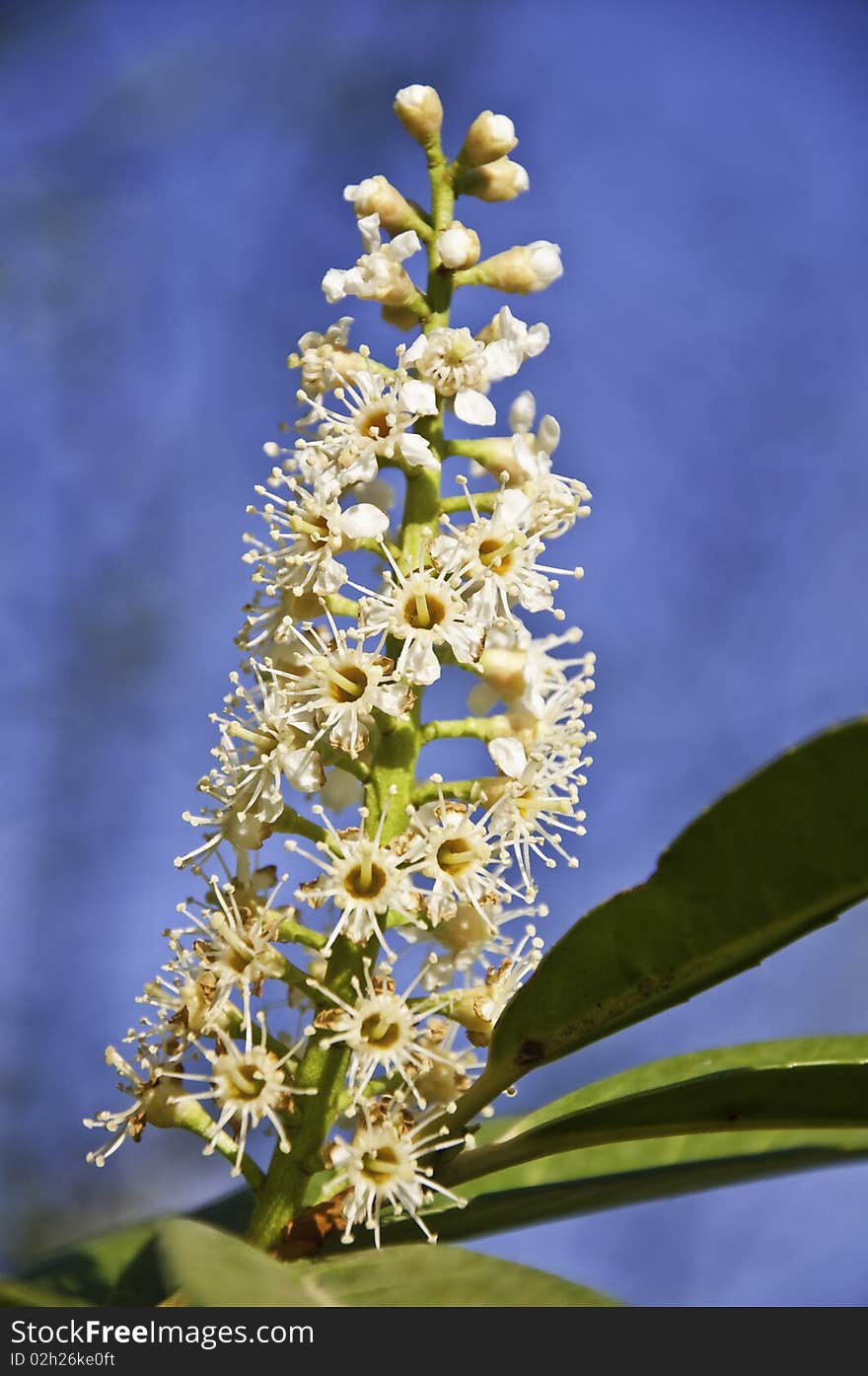 This image shows a blossom of spring, in a tree in the park. This image shows a blossom of spring, in a tree in the park