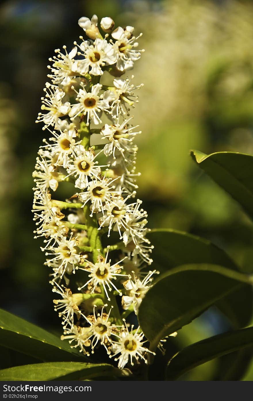 This image shows a blossom of spring, in a tree in the park. This image shows a blossom of spring, in a tree in the park