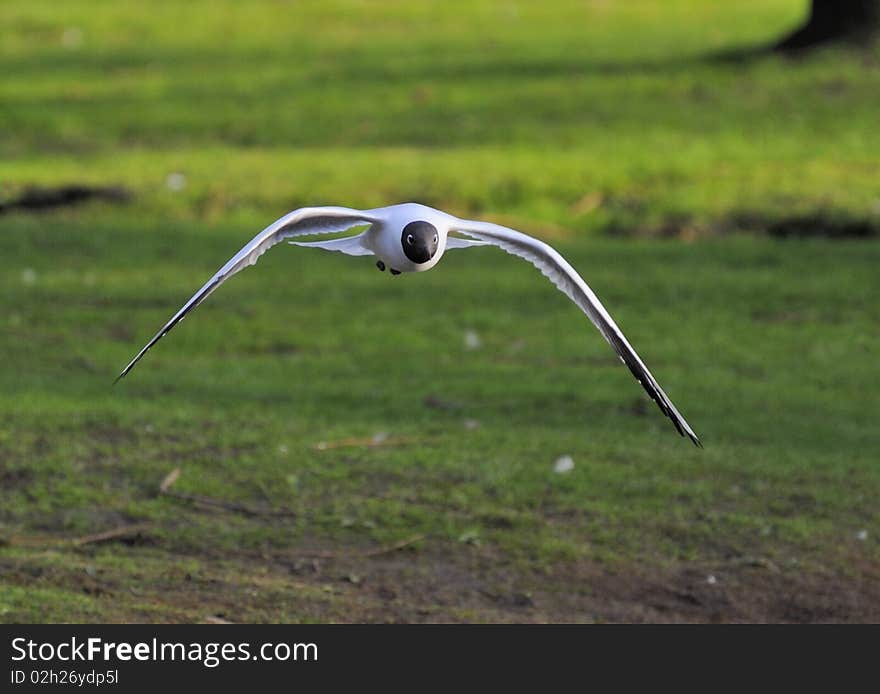 Black-headed gull