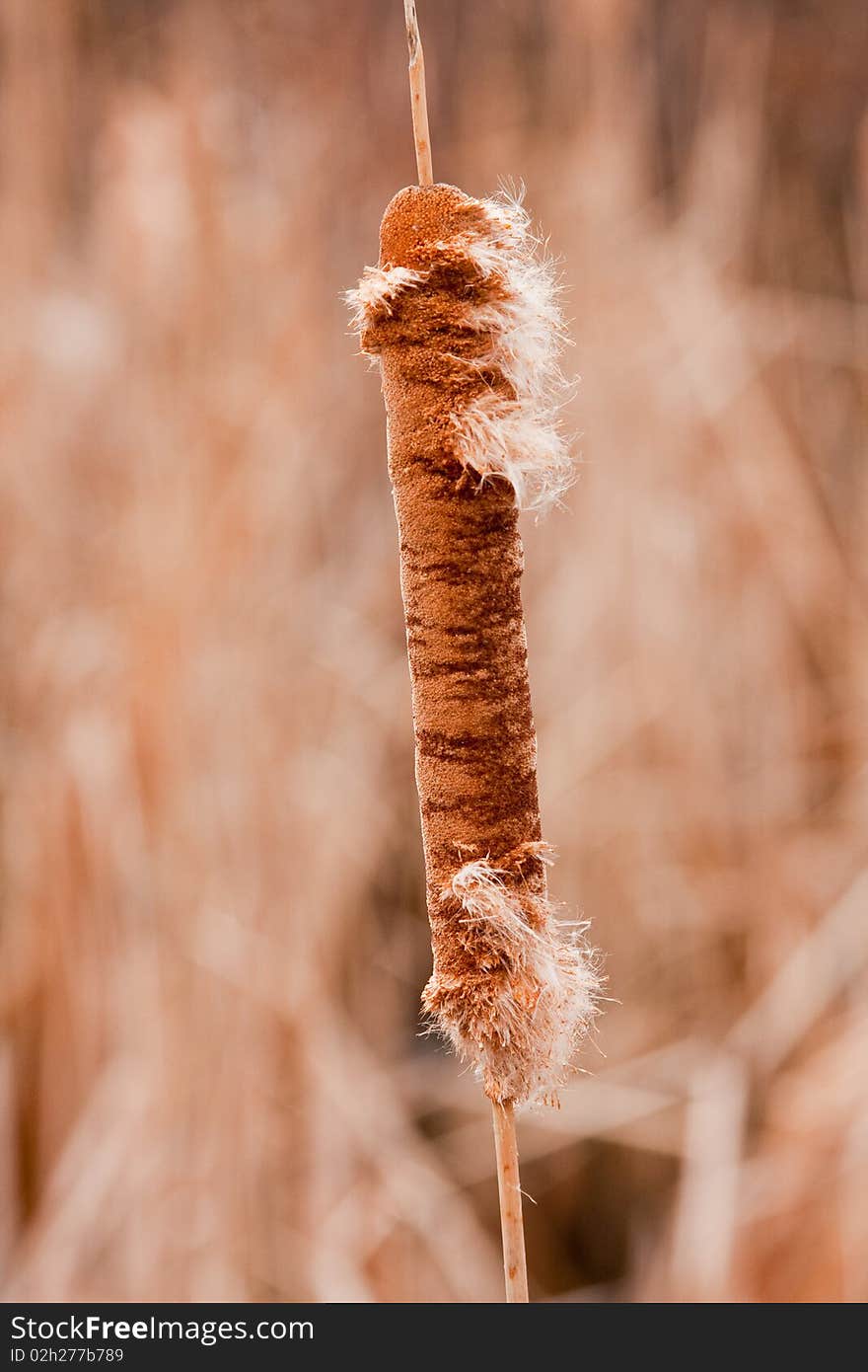 Single, dried cattail in late winter/early spring