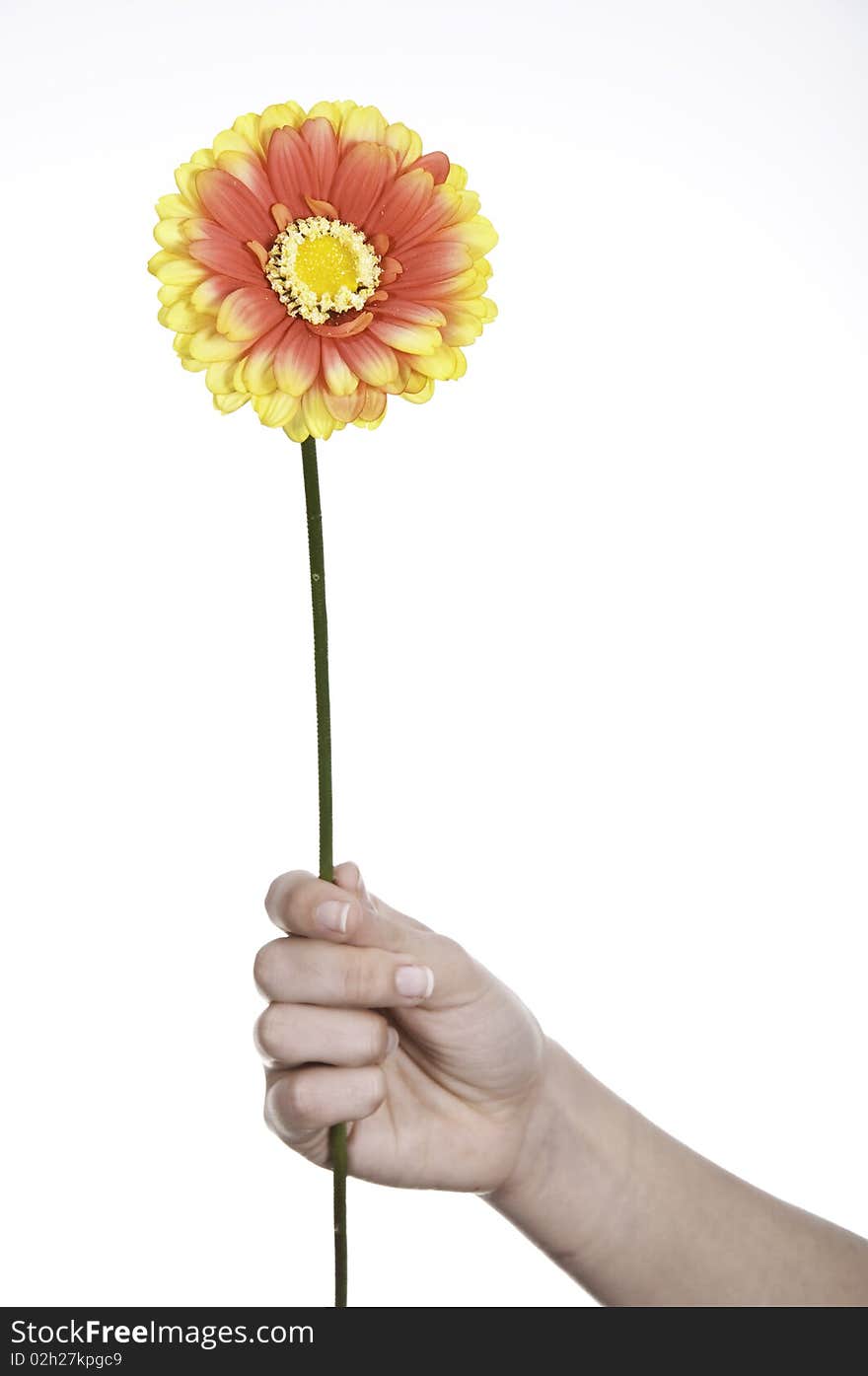 This image shows a flower, delivered by a person, as a symbol of reconciliation between two people. This image shows a flower, delivered by a person, as a symbol of reconciliation between two people