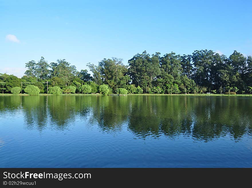 Forest with reflection on water