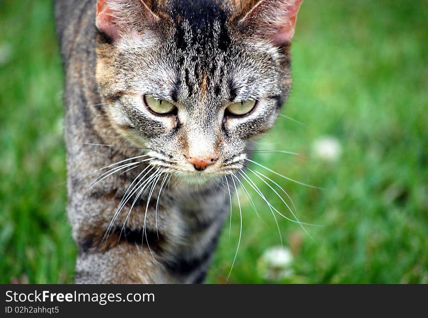 A cat on the prowl in the green grass.