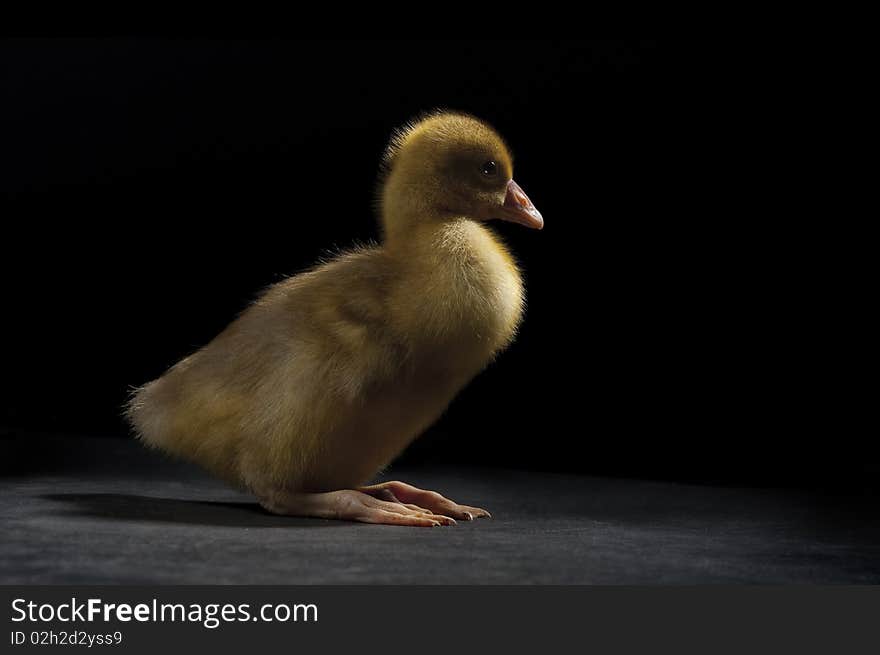 A little yellow goose on a dark background