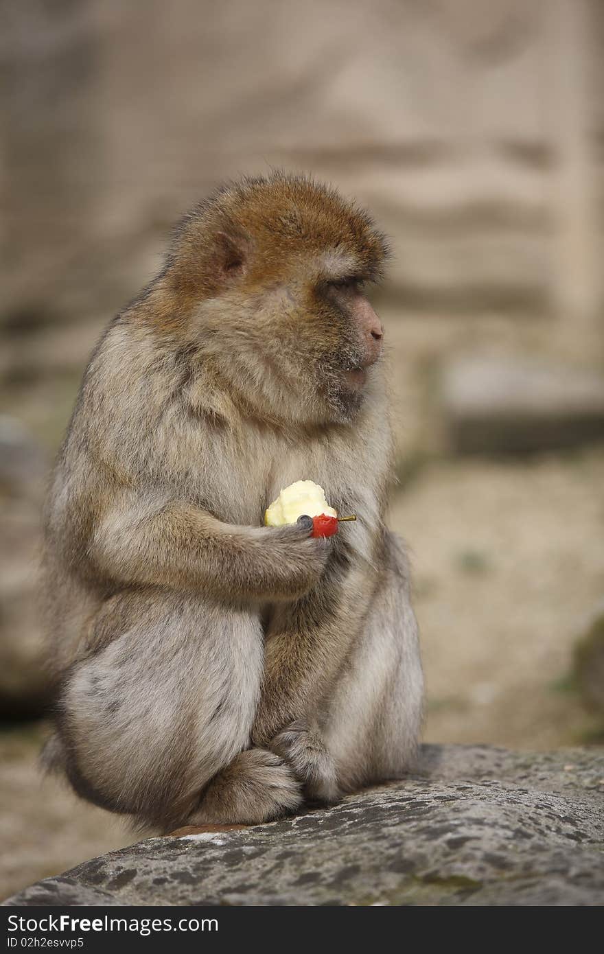 Monkey Eating An Apple