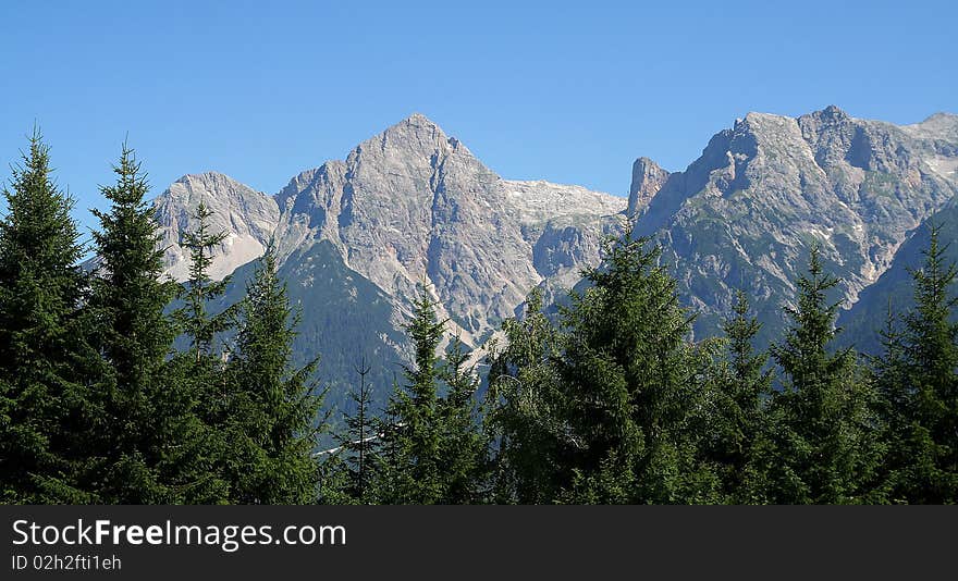 Hill tops and firs in Austria. Hill tops and firs in Austria