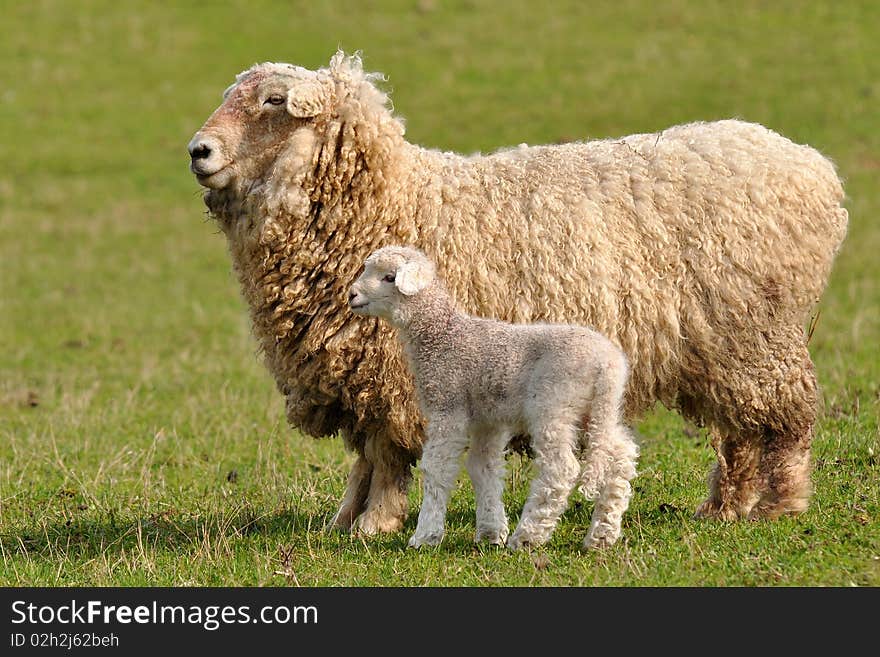 Sheep With 2 Days Old Cute Lamb