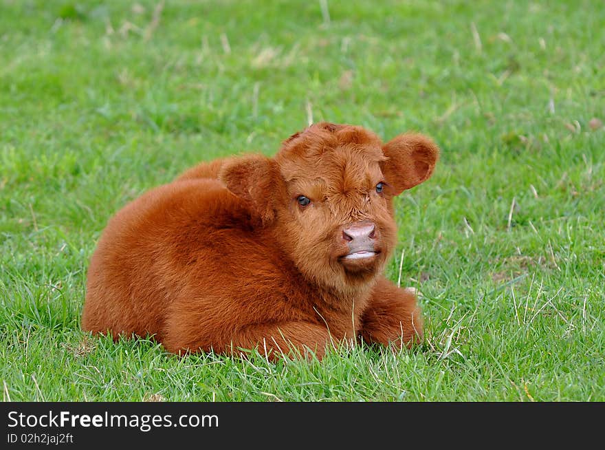 Cute calf of highland cattle