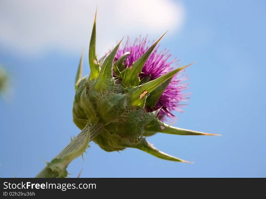 A purple thorn flower under cloudly ,blue sky in sunny day. A purple thorn flower under cloudly ,blue sky in sunny day.