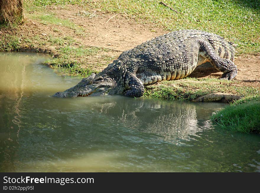 Crocodile